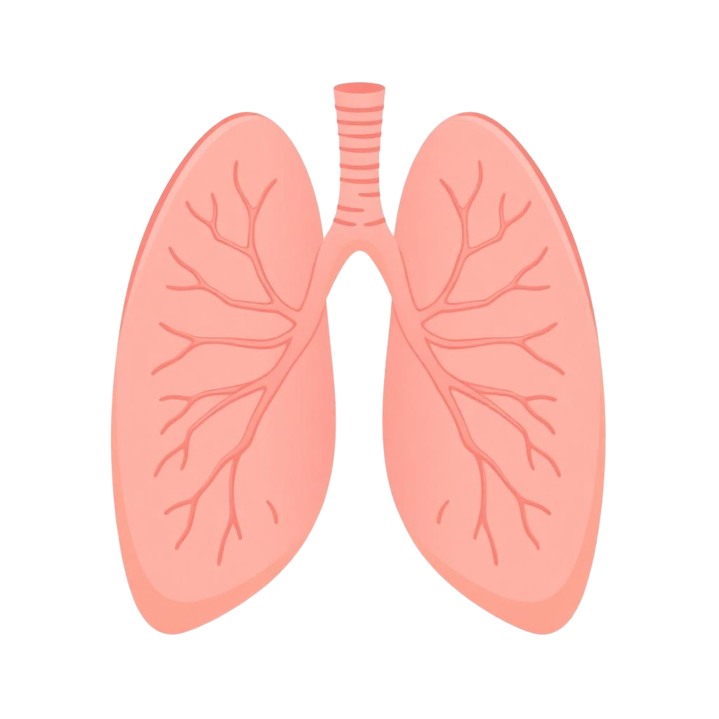 Lunger og respiration